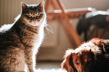 Articoli per Animali